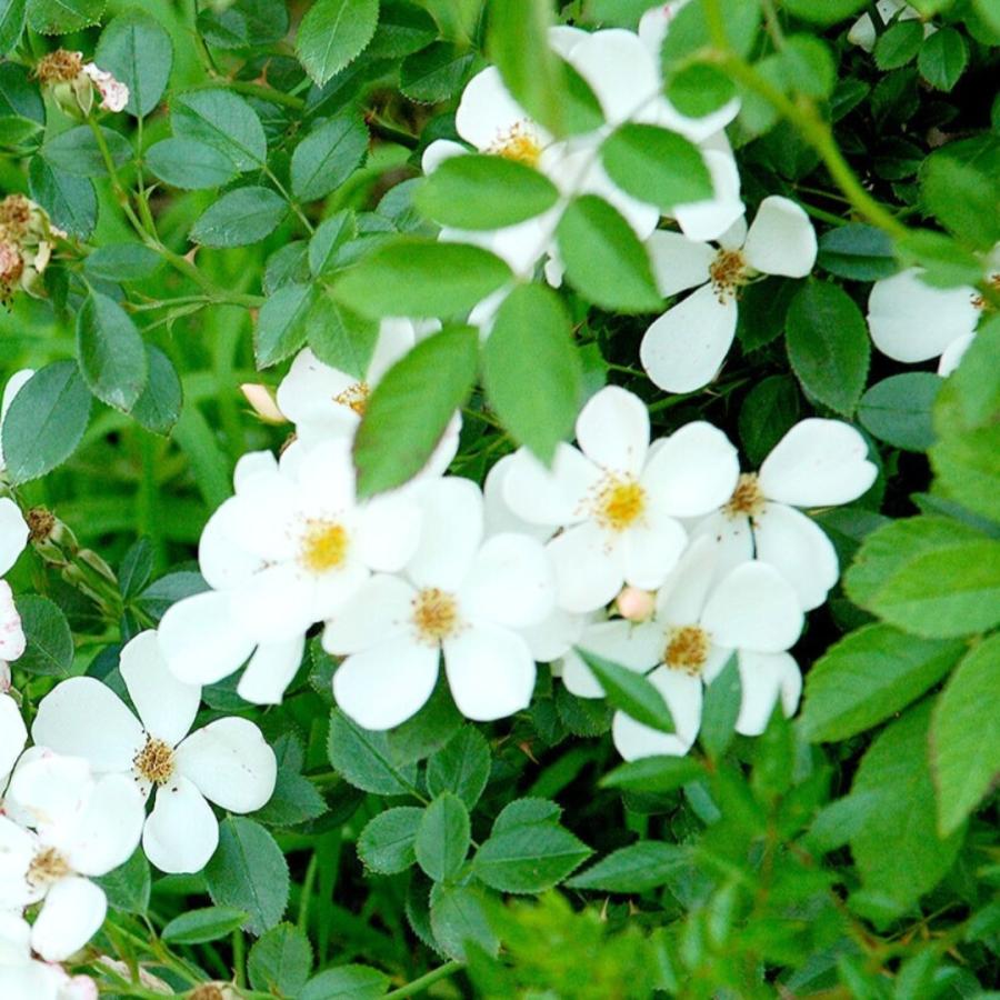 バラ苗 大苗 2026 淡雪 あわゆき Awayuki 国産ノイバラ台木使用 | 大苗