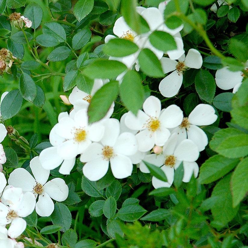 4_000000004445.jpg?1753170690