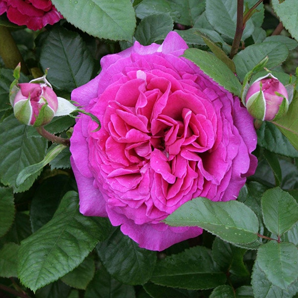 ドルフィンラムさま　２苗 バラ苗 予約大苗 2026 アミ ロマンティカ Amie Romantica 国産ノイバラ