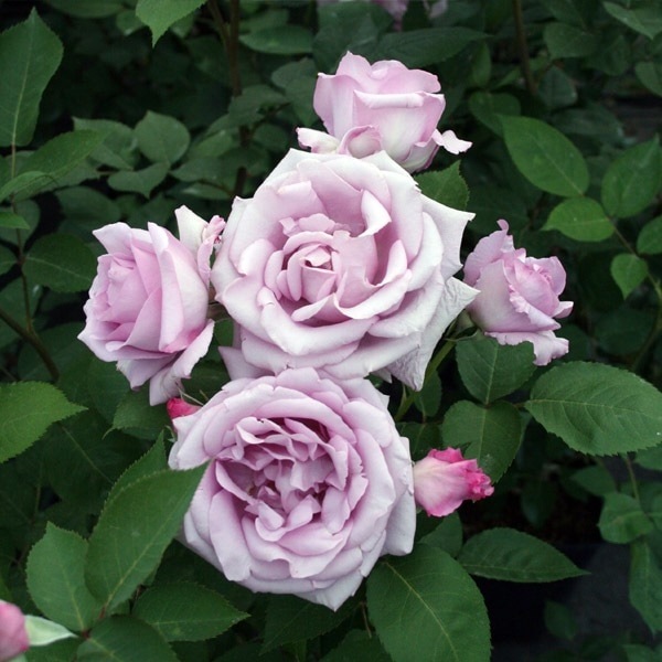 バラ苗 予約新苗 2026 夜来香 イエライシャン Ye-Lai-Xiang 国産