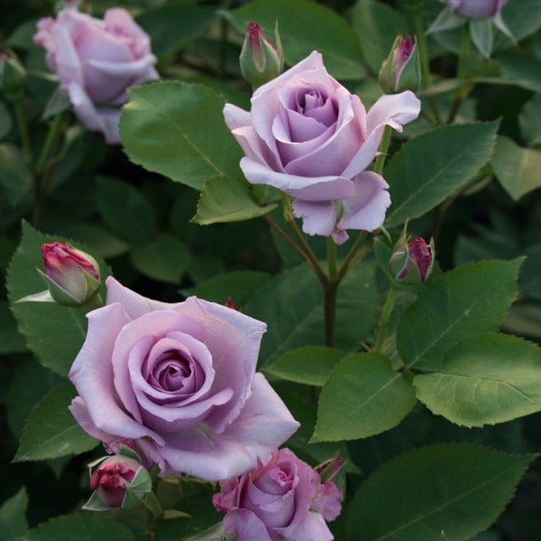 バラ苗 予約新苗 2026 夜来香 イエライシャン Ye-Lai-Xiang 国産