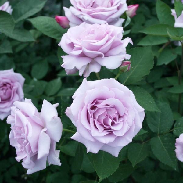 バラ苗 予約新苗 2026 夜来香 イエライシャン Ye-Lai-Xiang 国産