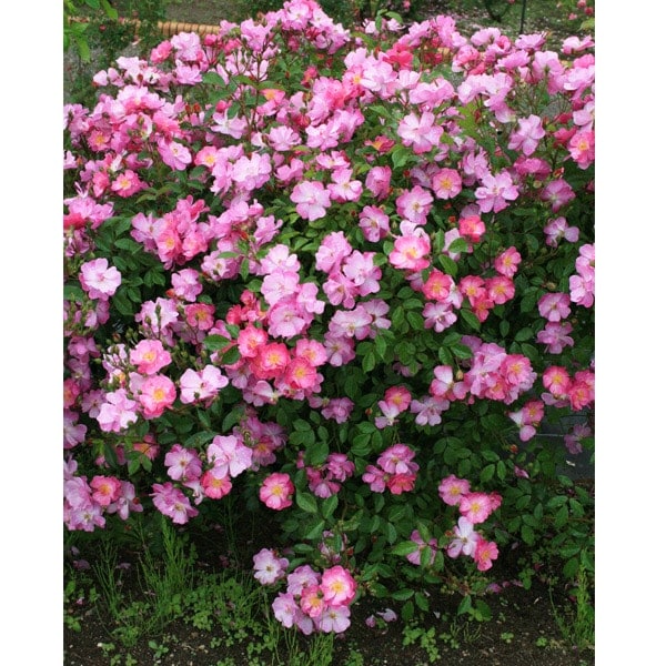☆ごりみえ☆ラベンダー白檀すみれ聖なる薔薇　夏セール適用°˖✧ バラ苗 図鑑 ラベンダー ドリーム Lavender Dream 国産ノイバラ