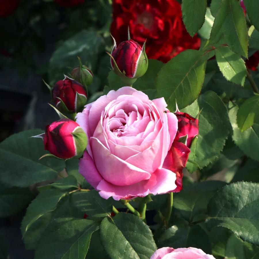 バラ苗 大苗 2026 シャンテ ロゼ ミサト Chant Rosé Misato 国産