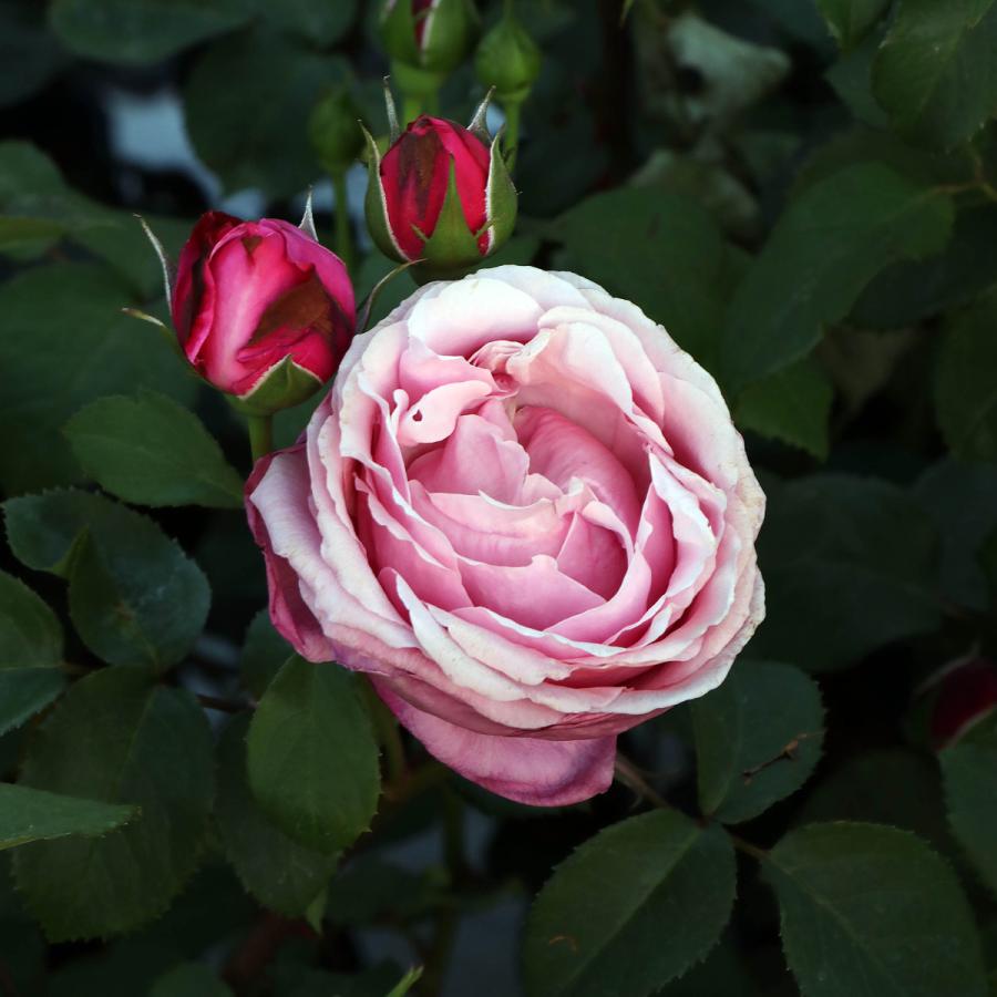 バラ苗 大苗 2026 シャンテ ロゼ ミサト Chant Rosé Misato 国産