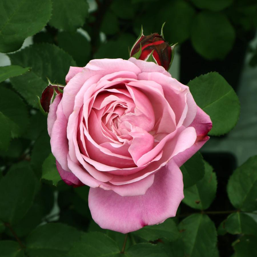 バラ苗 大苗 2026 シャンテ ロゼ ミサト Chant Rosé Misato 国産