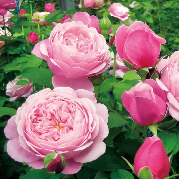 バラ苗 大苗 2026 シャンテ ロゼ ミサト Chant Rosé Misato 国産