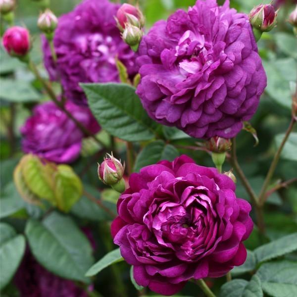 バラ苗 予約新苗 2026 カーディナル ドゥ リシュリュー Cardinal de