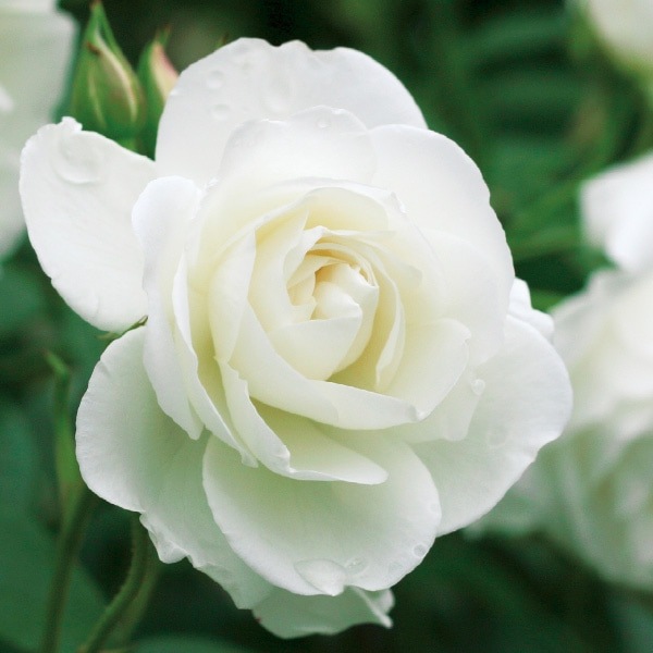 バラ苗 予約大苗 2026 アイスバーグ Iceberg 国産ノイバラ台木使用