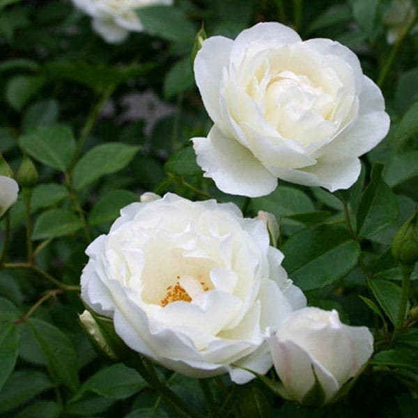 バラ苗 予約大苗 2026 アイスバーグ Iceberg 国産ノイバラ台木使用