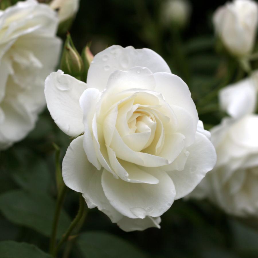 アイスバーグ ばら苗　バラ苗 アイスバーグ – Iceberg | 姫野ばら園八ヶ岳農場