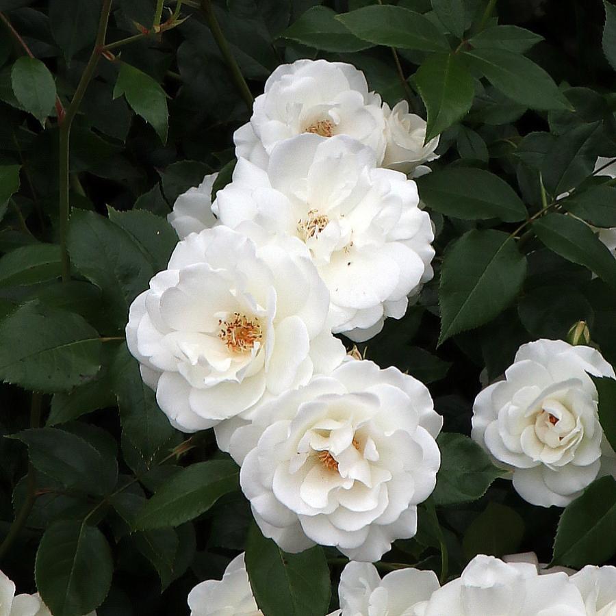 バラ苗 予約大苗 2026 アイスバーグ Iceberg 国産ノイバラ台木使用