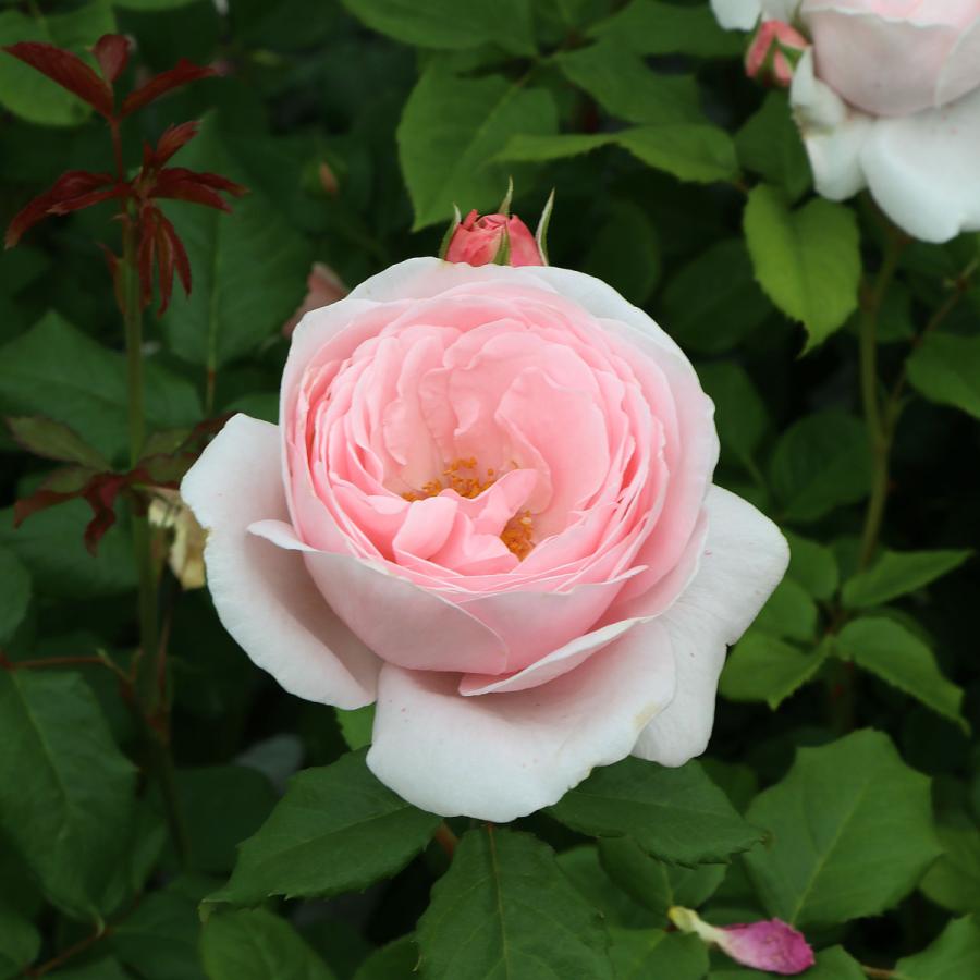 バラ苗 予約大苗 2026 ナエマ Nahema 国産ノイバラ台木使用 | 予約大苗