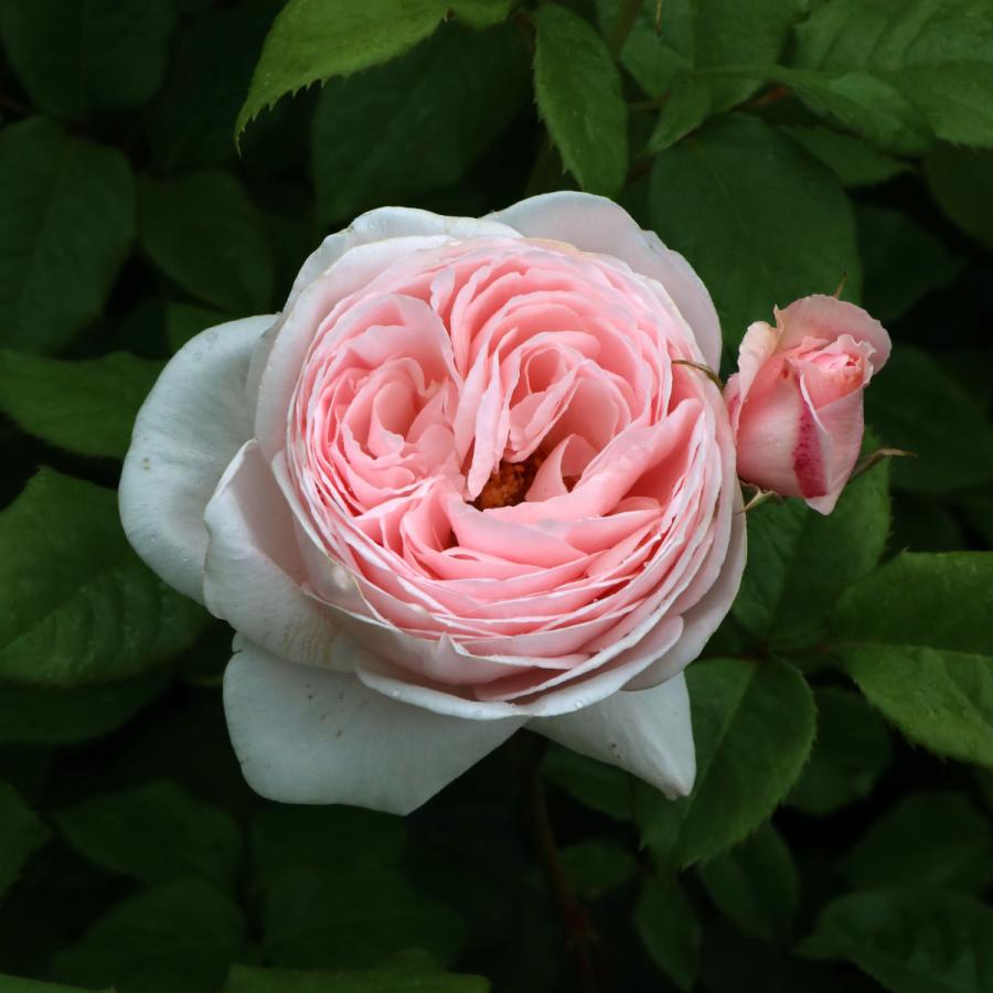 ハリ坊のママ　バラ苗 バラ苗 予約大苗 2026 マハネ Mahane 国産ノイバラ台木使用 | 予約大苗