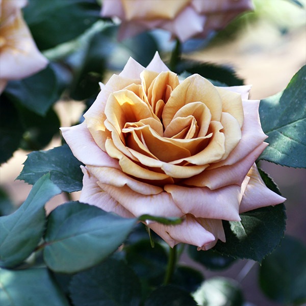 バラ苗 図鑑 ハニー ディジョン Honey Dijon 国産ノイバラ台木使用