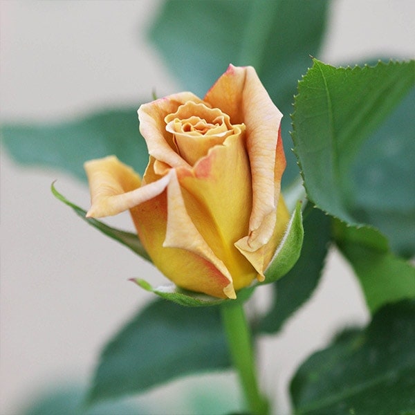 バラ苗 図鑑 ハニー ディジョン Honey Dijon 国産ノイバラ台木使用