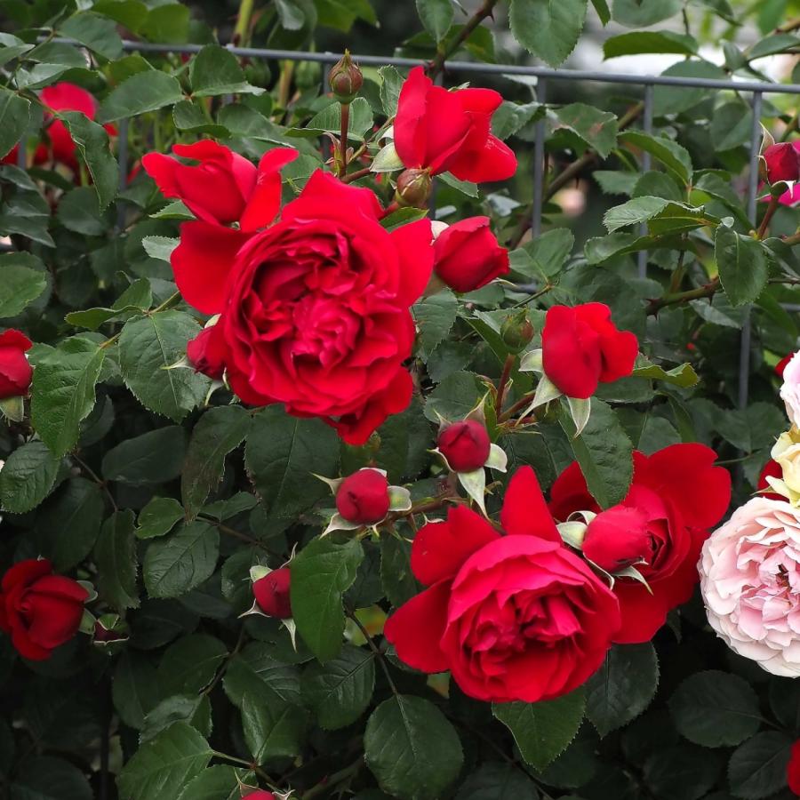 のこのこ出品　バラ苗　長尺苗 バラ苗 長尺苗 スパニッシュ ビューティー 国産ノイバラ台木使用