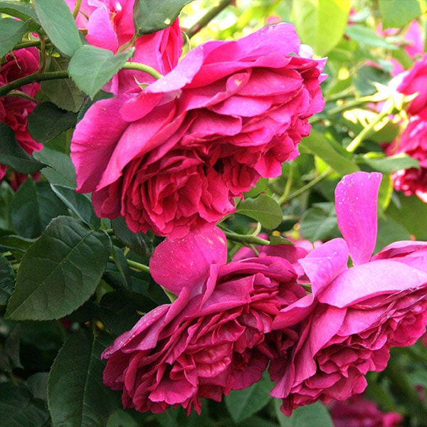 バラ苗 図鑑 ザ ダークレディ The Dark Lady 国産ノイバラ台木使用