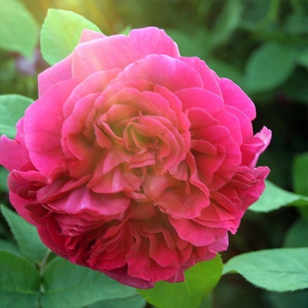 バラ苗 図鑑 ザ ダークレディ The Dark Lady 国産ノイバラ台木使用