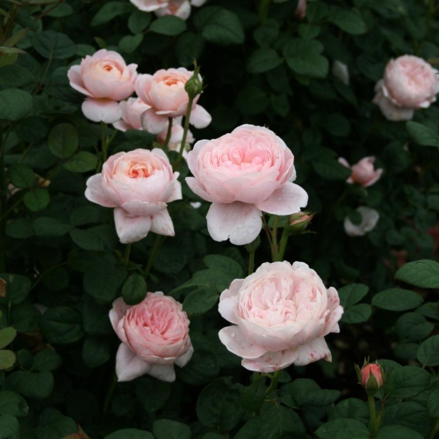 バラ苗 鉢植え6寸 2025 ウィズレー2008 Wisley2008 国産ノイバラ
