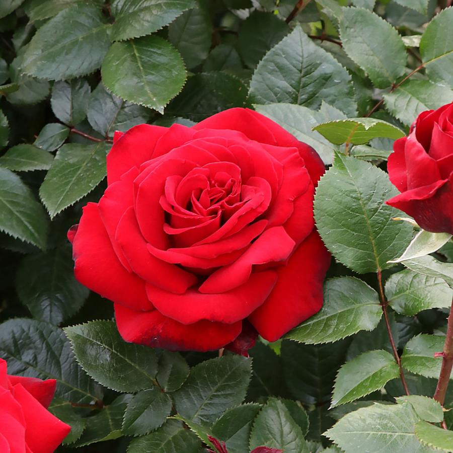 バラ苗 予約大苗 2026 イングリッド バーグマン Ingrid Bergman 国産