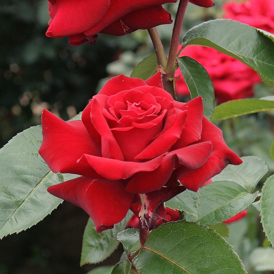 バラ苗 予約大苗 2026 イングリッド バーグマン Ingrid Bergman 国産