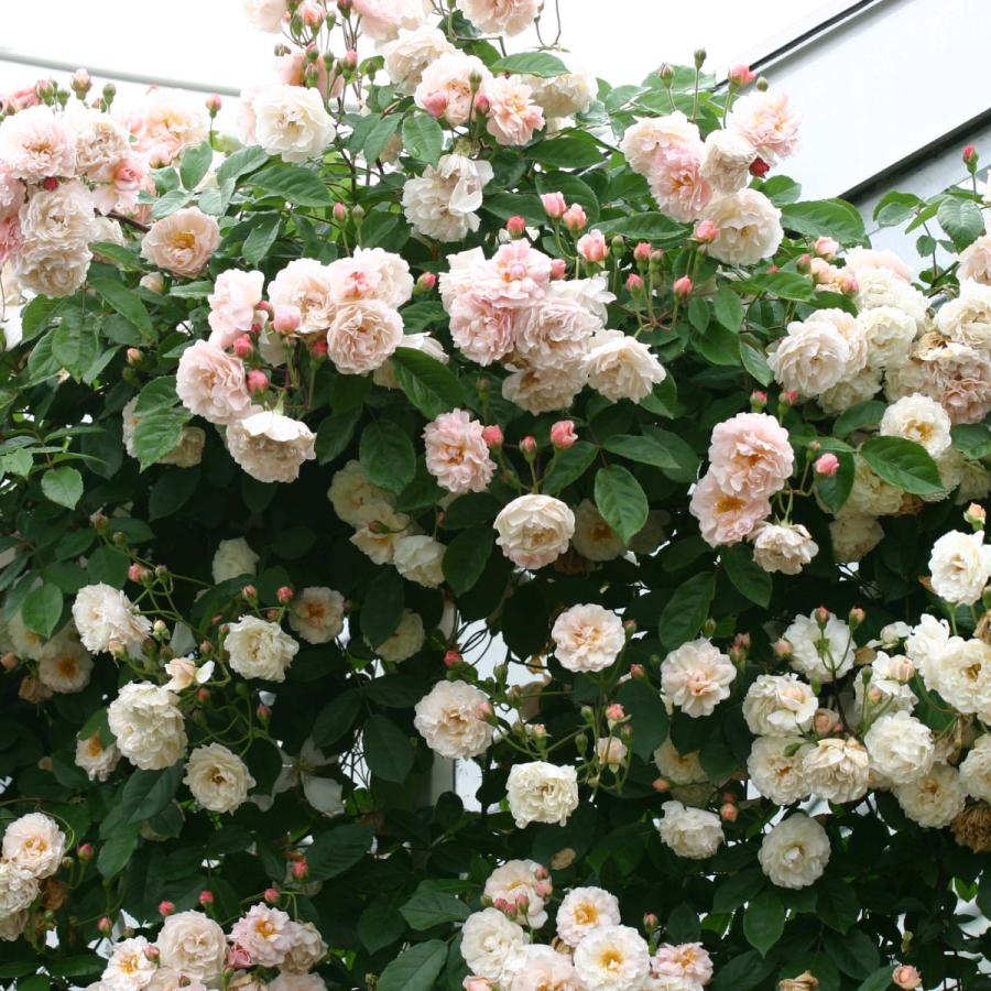 バラ苗 予約新苗 2026 コーネリア Cornelia 国産ノイバラ台木使用