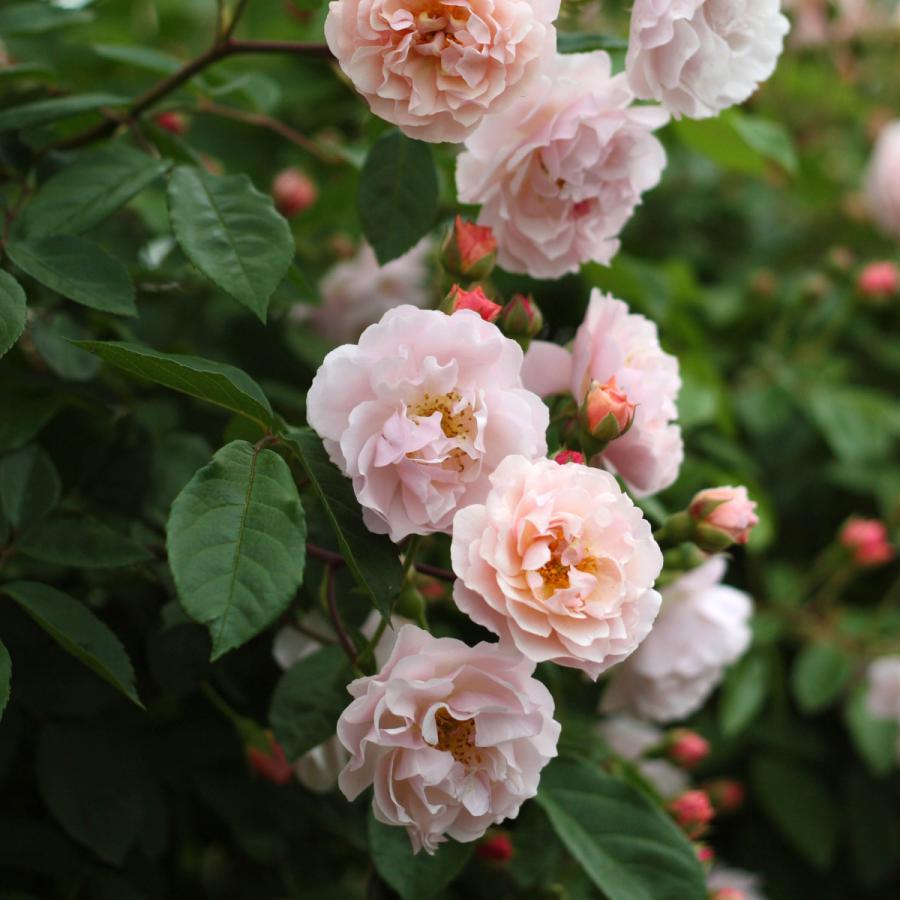 バラ苗 予約新苗 2026 コーネリア Cornelia 国産ノイバラ台木使用