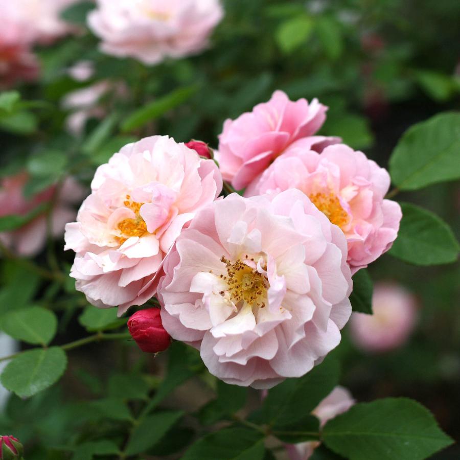 バラ苗 予約新苗 2026 コーネリア Cornelia 国産ノイバラ台木使用