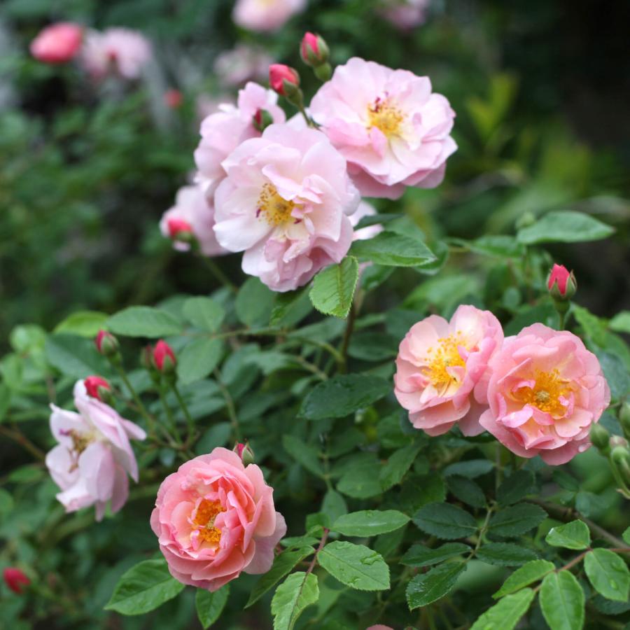 バラ苗 予約新苗 2026 コーネリア Cornelia 国産ノイバラ台木使用