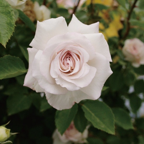 バラ苗 図鑑 ミラディ ドゥ ウインター Milady de Winter 国産ノイバラ