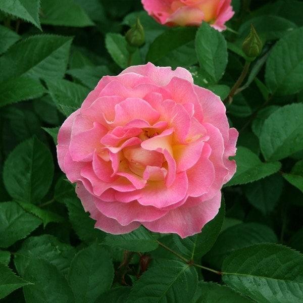 バラ苗 予約大苗 2026 ピンク パラダイス Pink Paradise 国産ノイバラ