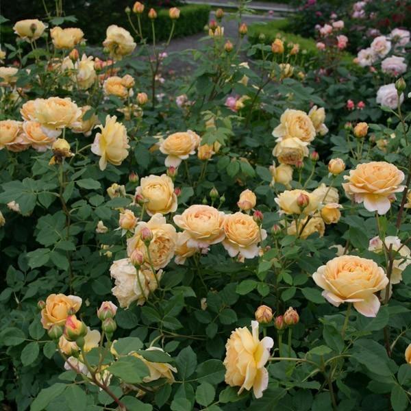 ピエラクレオパトラソレイユオーレアゴールド交配発芽苗 オリジナル実生苗 - オーキッドバレーミウラ