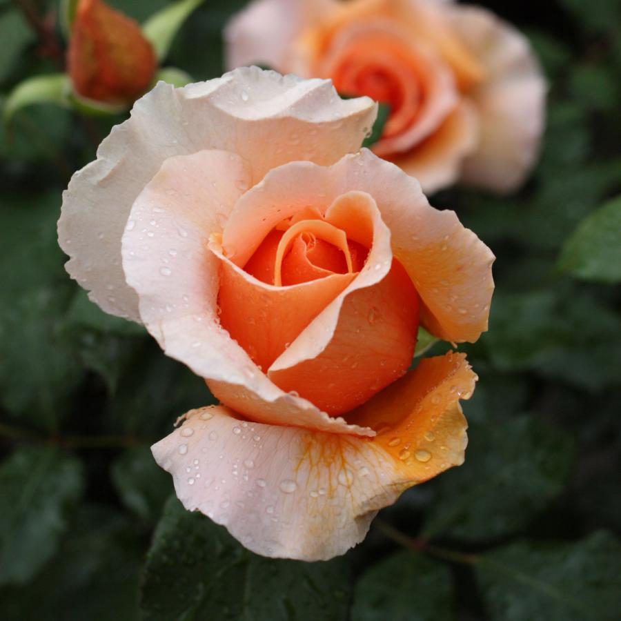 バラ苗 大苗 2026 ジャストジョーイ Just Joey 国産ノイバラ台木使用