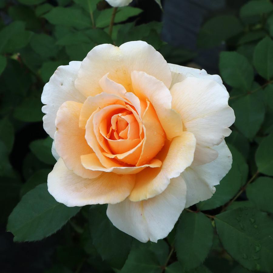 バラ苗 大苗 2026 ジャストジョーイ Just Joey 国産ノイバラ台木使用