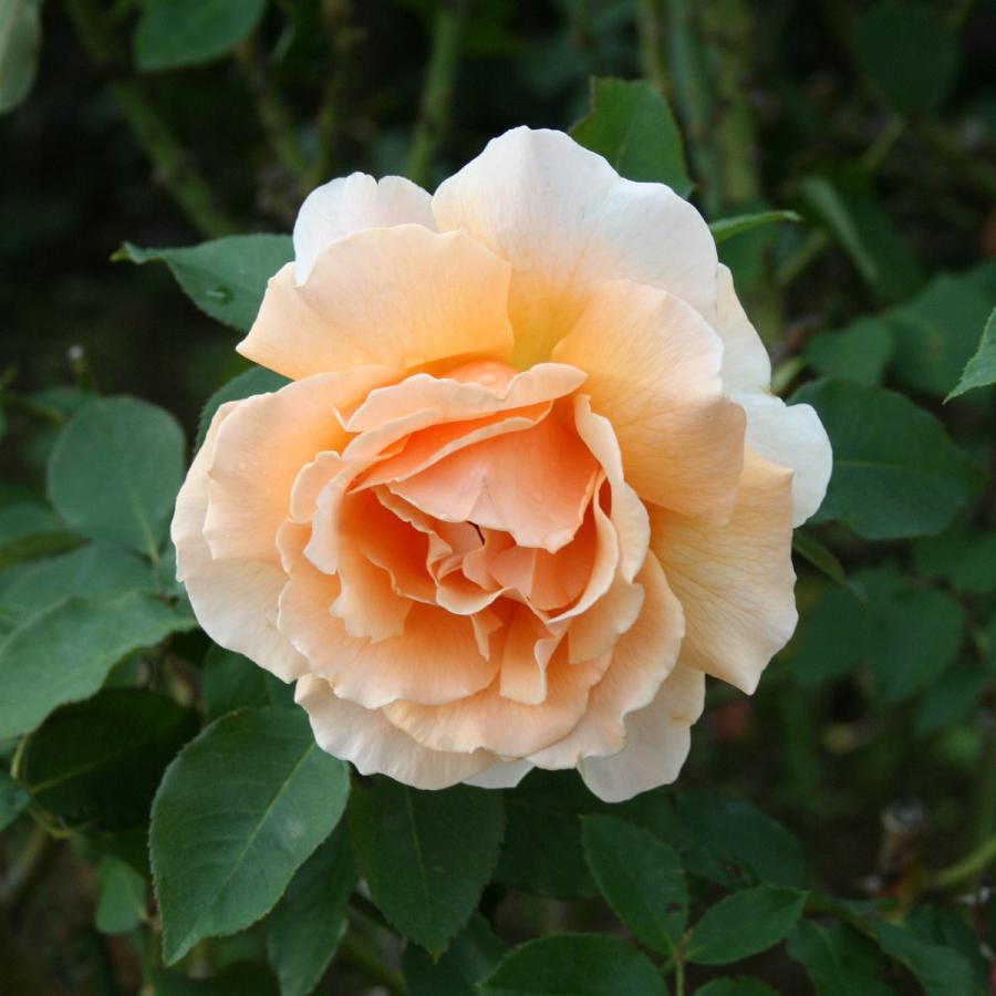 バラ苗 大苗 2026 ジャストジョーイ Just Joey 国産ノイバラ台木使用