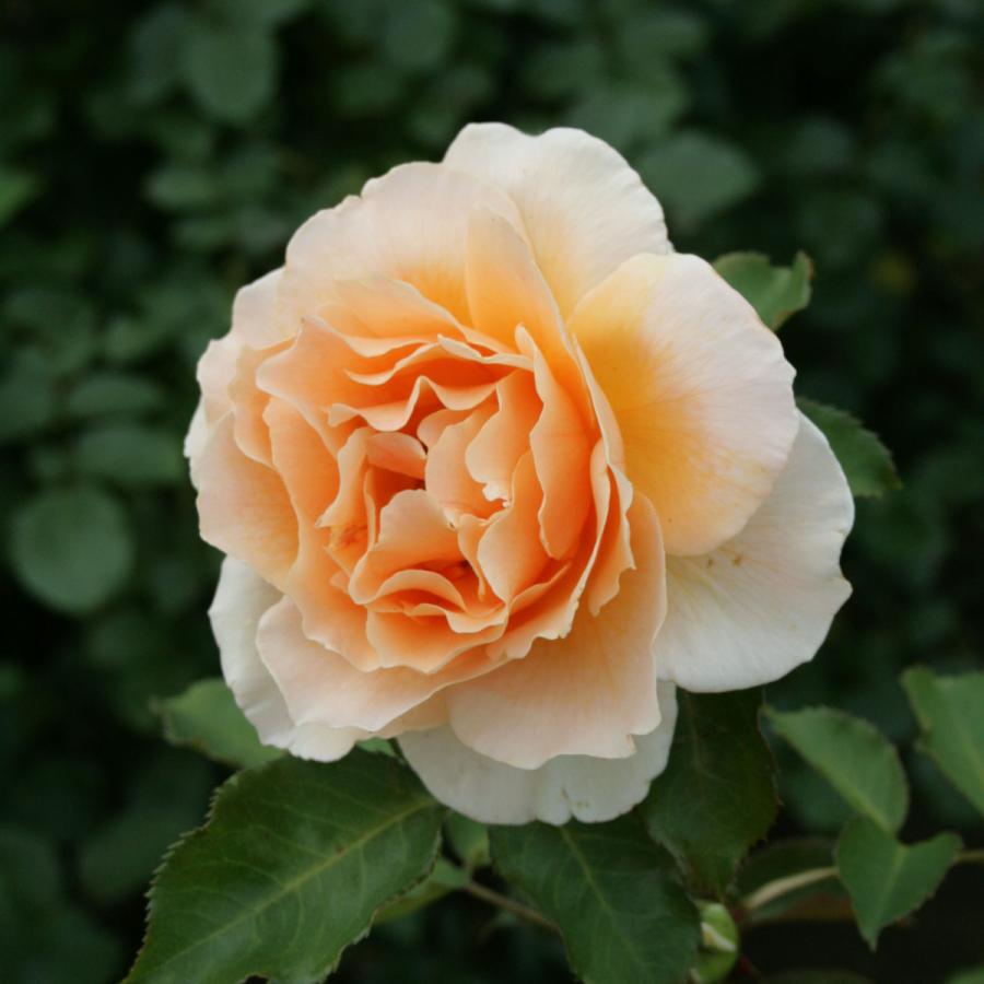 バラ苗 大苗 2026 ジャストジョーイ Just Joey 国産ノイバラ台木使用