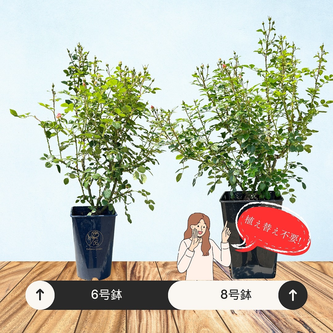 土や鉢の用意が不要 植え替え済みバラ苗 オリエンタル エクレール