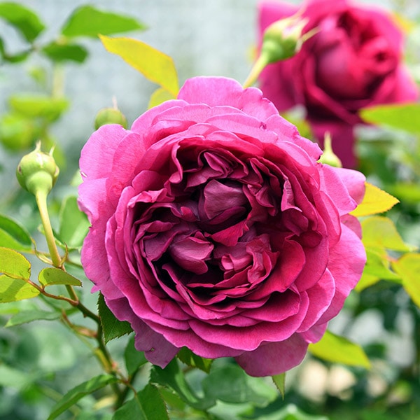 バラ苗 予約大苗 2026 プラリーヌ ルージュ Praline rouge 国産