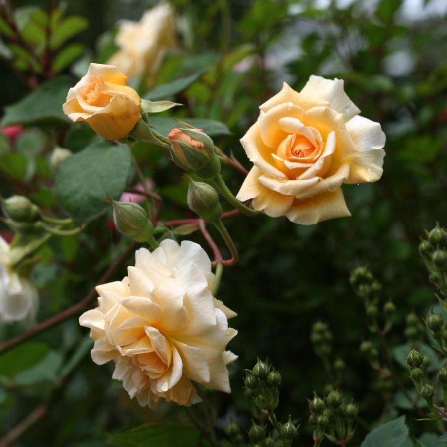 ゴールデンベスト バラ売り 432ac1b8-f990-4a24-af6f-