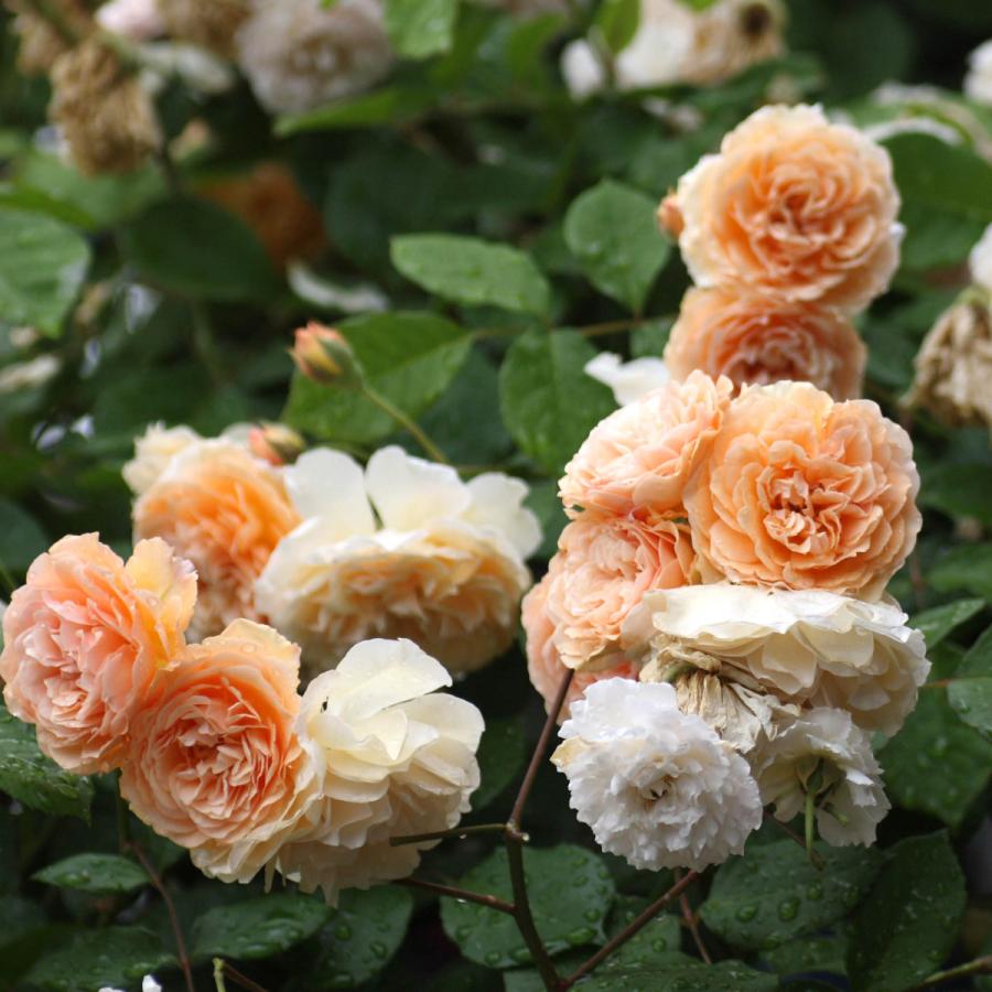 バラ苗 予約新苗 2026 バフ ビューティ Buff Beauty 国産ノイバラ台木