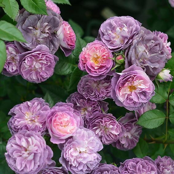 バラ苗 予約新苗 2026 リナルド Rinaldo 国産ノイバラ台木使用