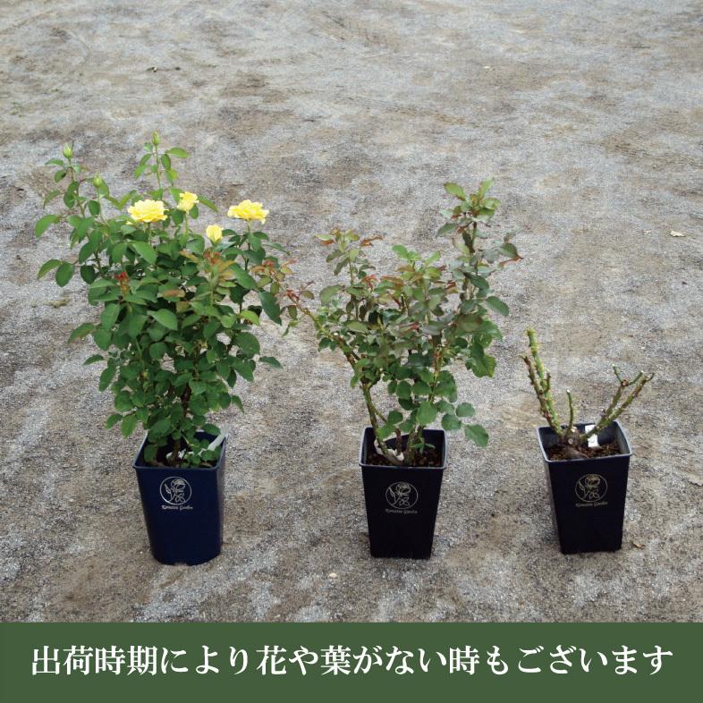 バラ苗 鉢植え6寸 感謝祭2025 チェリー ボニカ Cherry Bonica