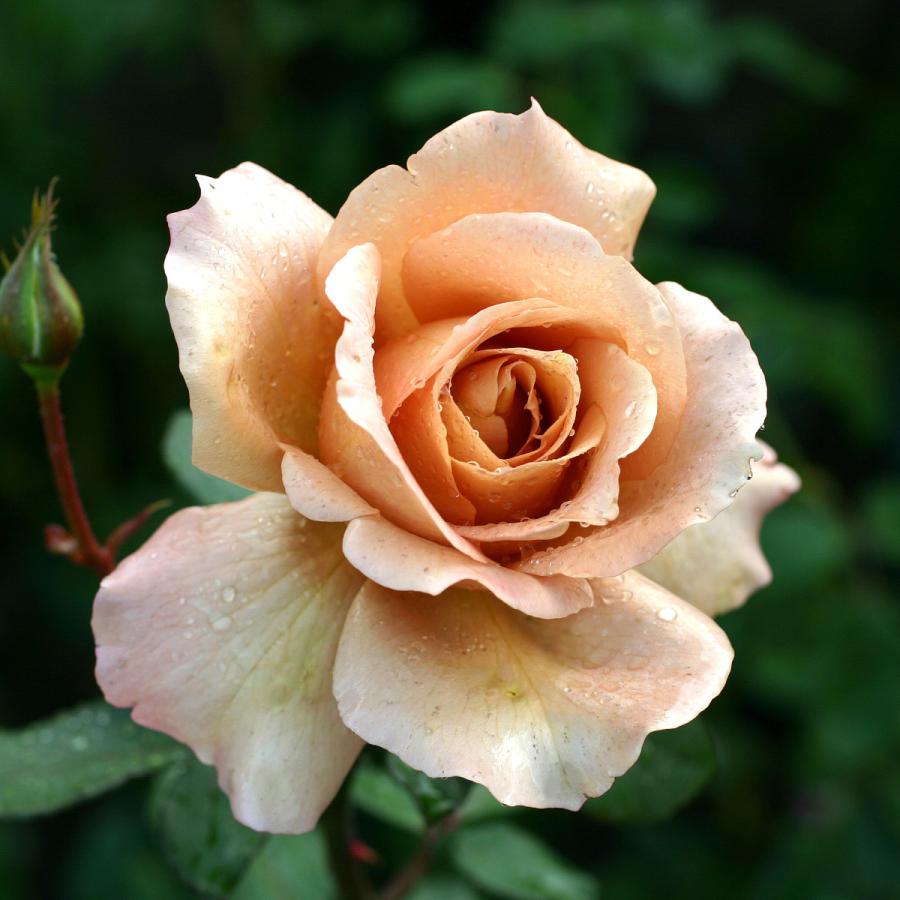 バラ苗切りバラ苗　Grand julib♡♡ ブランドで選ぶバラ,ガーデンナーセリーYOSHIIKEのバラ苗通販 | バラの