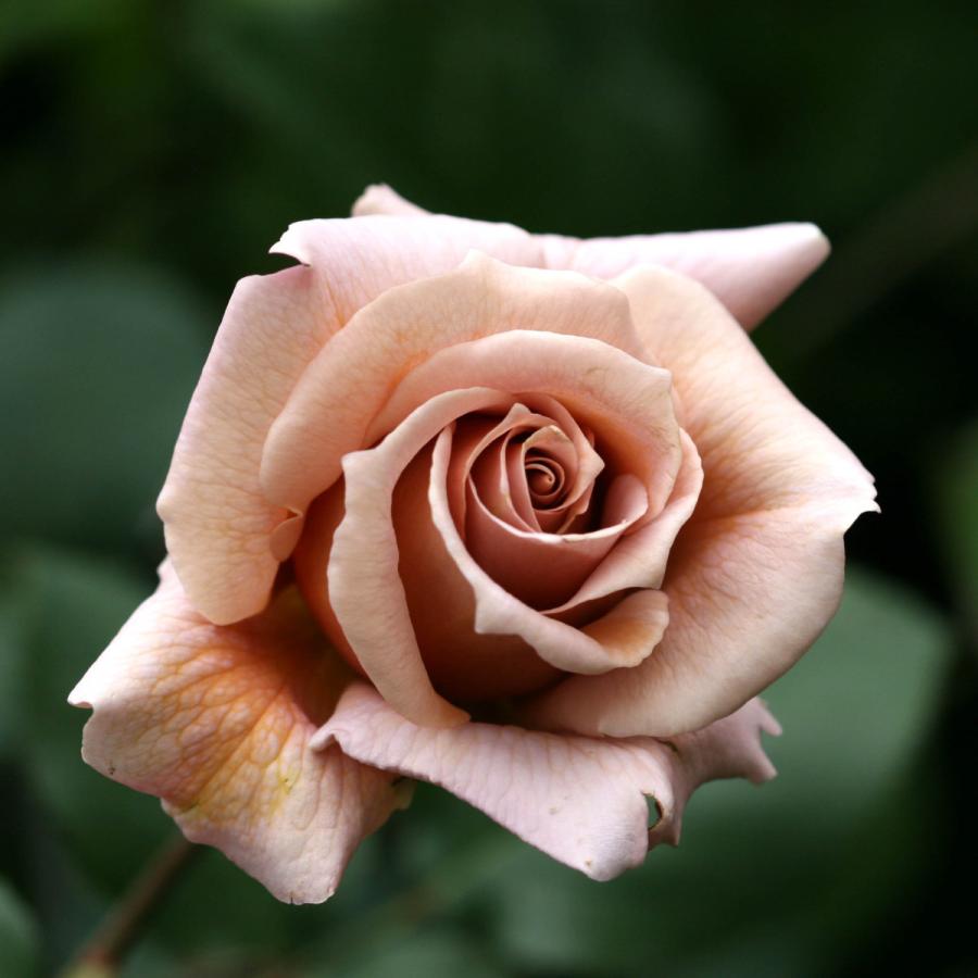 ビジュアルアドベンチャー 96種96枚(並品) バラ売り可能 ビジュアルアドベンチャー 96種96枚(並品) バラ売り可能 ビジュアル