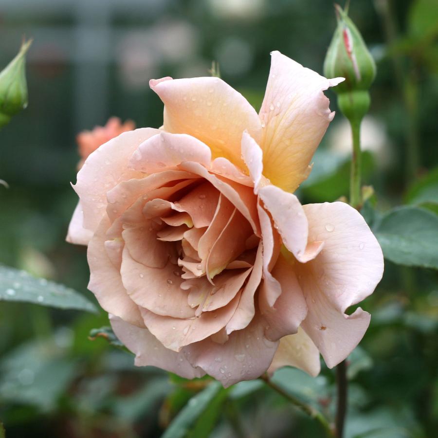 バラ売りします 最終値下げ‼️ 平成最後のバーゲン価格!!ライブディオZX仕様在庫一覧/安心