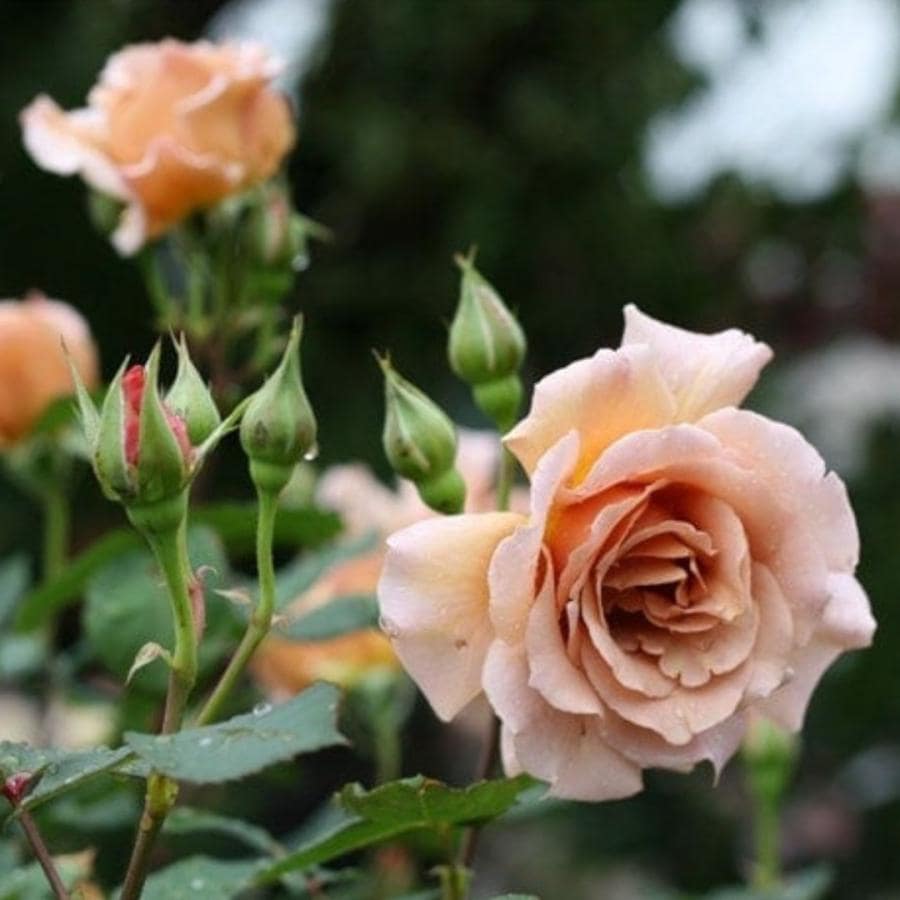 バラ苗 予約大苗 2026 ジュリア Julia 国産ノイバラ台木使用 | 予約