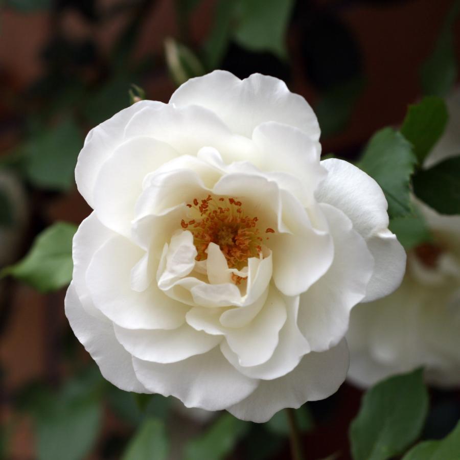 バラ苗 予約大苗 2026 つる アイスバーグ IcebergClimbing 国産