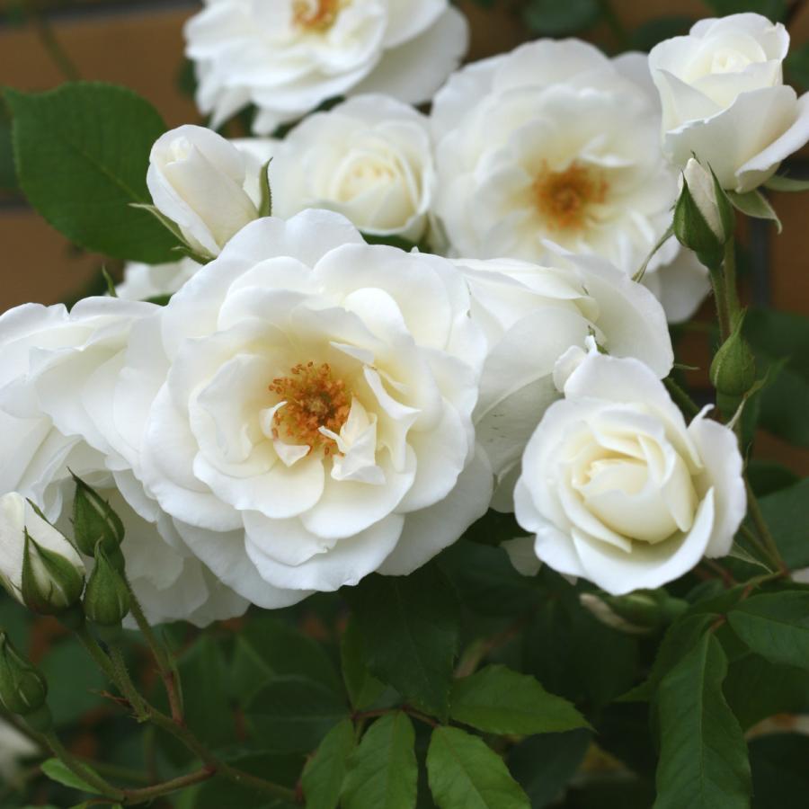 バラ苗 予約大苗 2026 つる アイスバーグ IcebergClimbing 国産