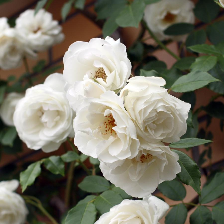 バラ苗 予約大苗 2026 つる アイスバーグ IcebergClimbing 国産